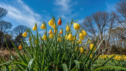 Obraz premium Colorful spring flowers in a garden with trees and blue sky, showcasing blooming tulips and early signs of spring's arrival.