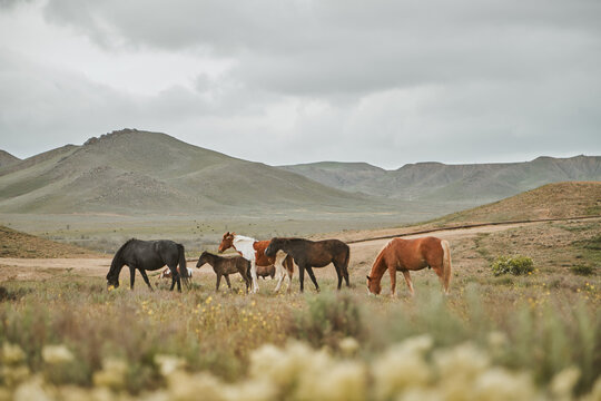 Horses in the mountains. Herd. High quality photo