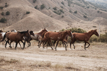Horses in the mountains. Herd. High quality photo