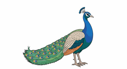 Fototapeta premium Elegant Peacock Illustration A Majestic Bird in Vibrant Colors and Detailed Feathers