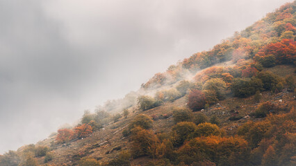 Vibrant Autumn Foliage and Mist on a Steep Mountain Slope