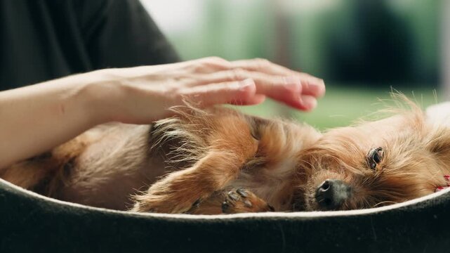 Yorkshire terrier at grooming salon, woman grrom small cute dog, happy animal life.