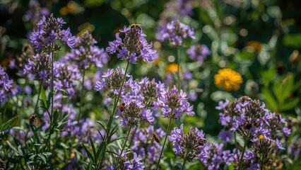 Obraz premium Purple flowers in a garden with bees and bright sunlight.