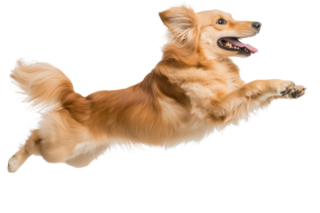 Dog jumps gracefully in mid-air showcasing energy and joy against a transparent background in a playful moment of excitement