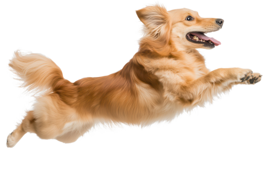 Dog jumps gracefully in mid-air showcasing energy and joy against a transparent background in a playful moment of excitement