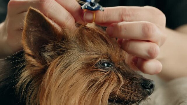 Yorkshire terrier at grooming salon, woman grrom small cute dog, happy animal life.