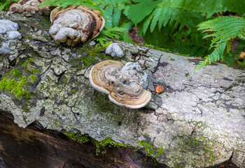 Damage to tree trunks by tinder mushrooms in the autumn period of the year in the forest area in the natural environment