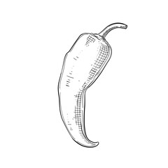 Chili vector line art hand drawn illustration
