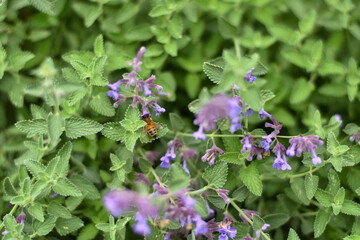 purple flowers in the garden