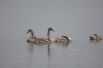 family of swans