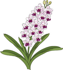 vector illustration of Rhynchostylis gigantea orchid