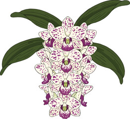 vector illustration of Rhynchostylis gigantea orchid