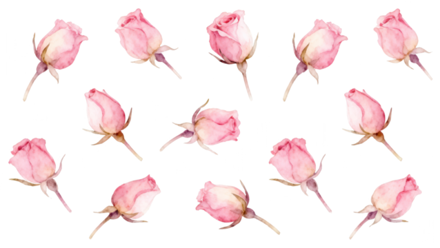 Watercolor Rose Buds Pattern: Delicate Pink Flowers on White Background, Soft Floral Arrangement, Romantic Design Element, Elegant Floral Repeat