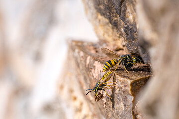 Vespula germanica, German wasp species (Hymenoptera: Vespidae) photographed in Valencia province, Spain, showing details of the social wasp morphology and coloration.