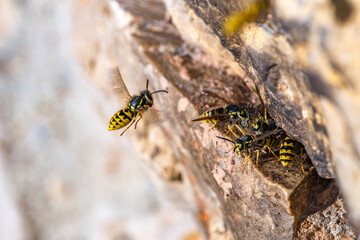 Vespula germanica, German wasp species (Hymenoptera: Vespidae) photographed in Valencia province, Spain, showing details of the social wasp morphology and coloration.