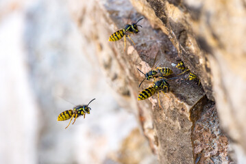 Vespula germanica, German wasp species (Hymenoptera: Vespidae) photographed in Valencia province, Spain, showing details of the social wasp morphology and coloration.