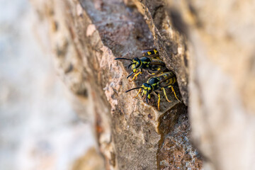 Vespula germanica, German wasp species (Hymenoptera: Vespidae) photographed in Valencia province,...