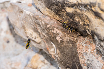 Vespula germanica, German wasp species (Hymenoptera: Vespidae) photographed in Valencia province, Spain, showing details of the social wasp morphology and coloration.