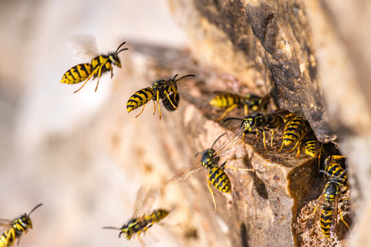 Vespula germanica, German wasp species (Hymenoptera: Vespidae) photographed in Valencia province, Spain, showing details of the social wasp morphology and coloration.
