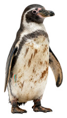 Fototapeta premium Humboldt Penguin Isolated on White - Standing Profile View