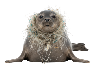 Seal entangled in plastic fishing net, environmental pollution concept