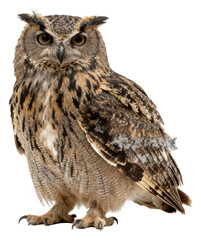 Naklejka premium Majestic Eagle Owl Standing Tall Isolated on White