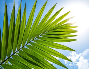 A bright, green palm frond contrasts a sunlit blue sky with wispy white clouds