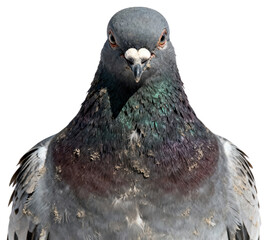 Detailed close-up portrait of a gray pigeon looking directly at the camera on a white background, showcasing iridescent plumage detail and avian