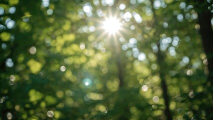 Sunlight shining through the trees in a forest scene with bright light lines. Nature and environment, concept. Light and illumination. The concept of sunlight and natural lighting.