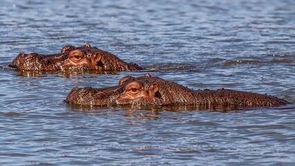 Two crocodiles swimming in water.