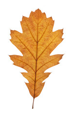 Fototapeta premium Single Dry Golden Brown Oak Leaf Isolated on White Background - Detailed Autumn Fall Foliage Texture and Seasonal Change Concept