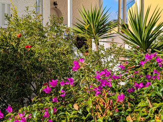 Colorful bougainvillea and lush yucca plants flourishing in a sunlit mediterranean garden, enhancing a cozy house exterior