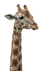 Fototapeta premium Giraffe Headshot Isolated on White Background