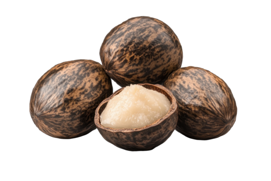 Shea nuts for making shea butter are displayed in a natural setting highlighting their rich texture and unique forms