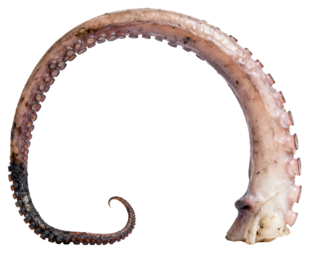 Octopus Tentacle Isolated: Raw Seafood Ingredient with Suction Cups, Curled Tip, Natural Color, Marine Life, Gastronomy, Gourmet Food, Seafood