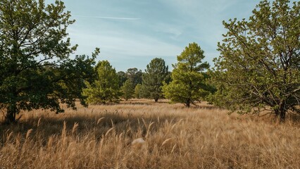 Open field with trees and dry grass in a natural landscape with blue sky and clouds.