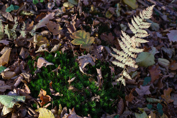 Up close, bright green moss is surrounded by a carpet of fallen autumn leaves in various shades of brown and yellow, with a dry fern adding texture to the composition.