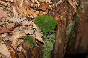 Lush, bright green moss and lichen grow on an old, fallen log lying among a layer of dry autumn leaves. The close-up shot emphasizes the texture and the contrast between life and decay in the woodland
