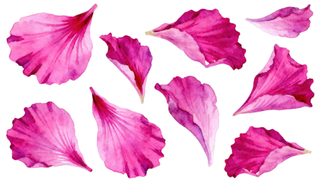 Watercolor Pink Flower Petals - Isolated Floral Elements - Powered by Adobe