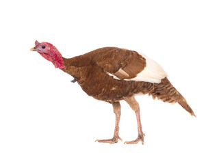 red turkey isolated on a white background