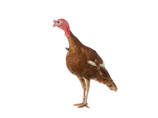 brown turkey isolated on white background