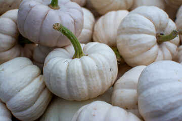 A Close-up Pile of Small White Pumpkins and Gourds with Green Stems