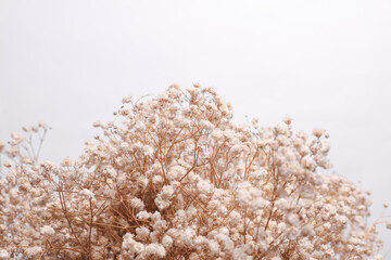 Fototapeta premium Dried flowers bouquet gypsophila on white background