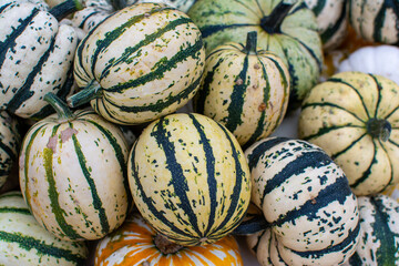 Close-up of Variegated White, Yellow, and Green Ornamental Pumpkins and Gourds