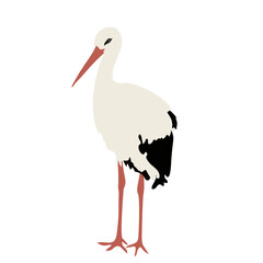 Elegant White Stork Standing Wildlife Illustration