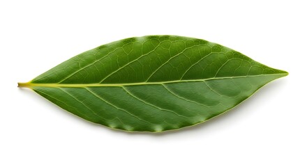 Obraz premium Close-up of a Single Green Leaf with Intricate Veins