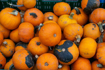Close-up of a Pile of Orange and Black Ornamental Pumpkins