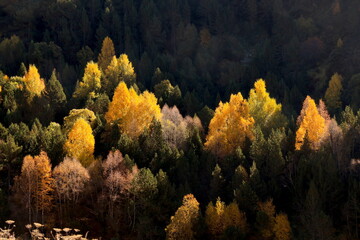 autumn forest in the morning