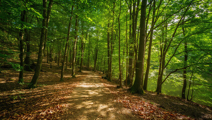 Obraz premium Lush green forest with a path leading through the trees on a sunny day
