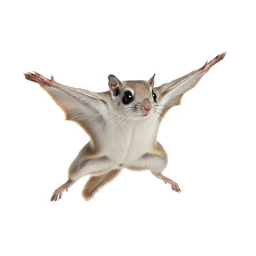 A flying squirrel with outstretched arms and legs against a black background in a studio shot pose